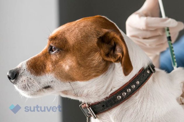 vacunas-y-prevencion-de-enfermedades-sutuvet