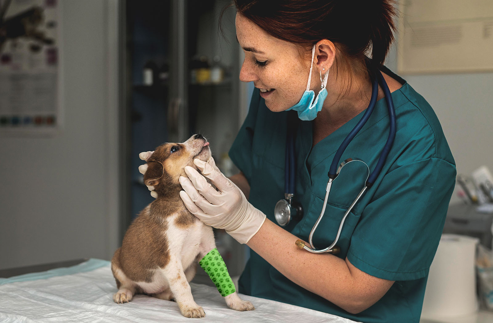 Vendas veterinarias