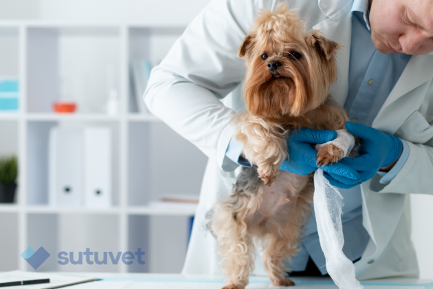 Vendas autoadhesivas veterinarias