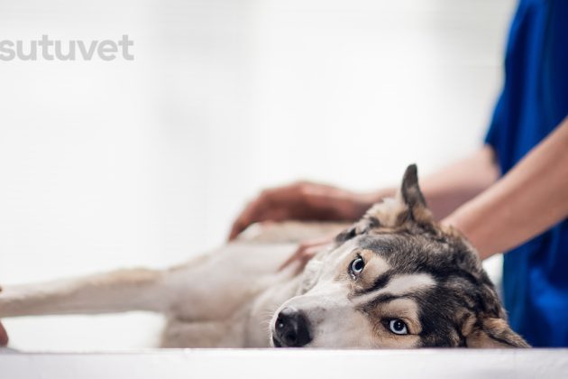 displasia de cadera en perros