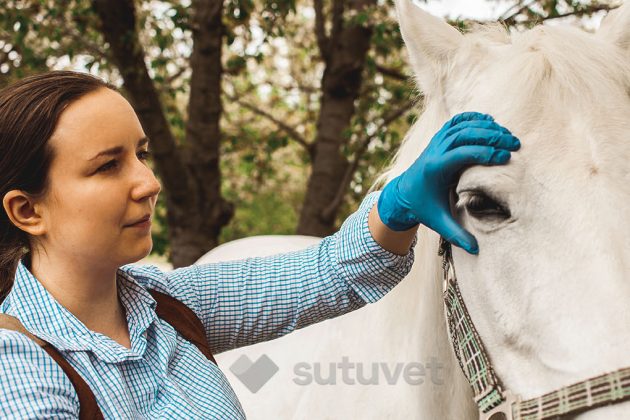 BLOG_SUTUVET_ENUCLEACION_OCULAR_CABALLOS