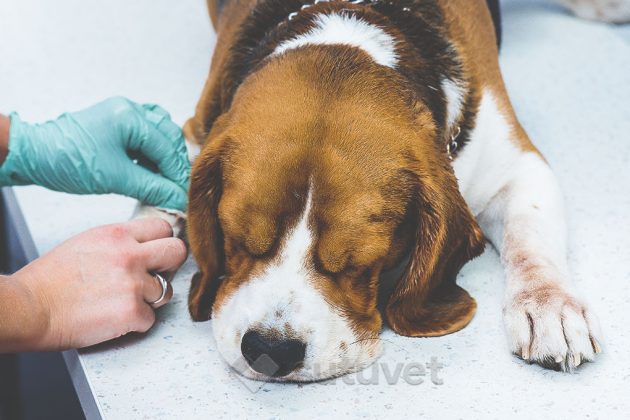 BLOG_SUTUVET_GUIA_BASICA_PARA_REALIZAR_SUTURAS_CON_EXITO