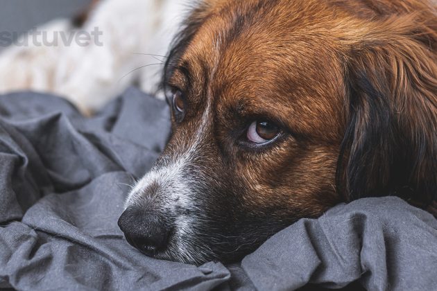 BLOG_SUTUVET_OBSTRUCCION_INTESTINAL_PERROS