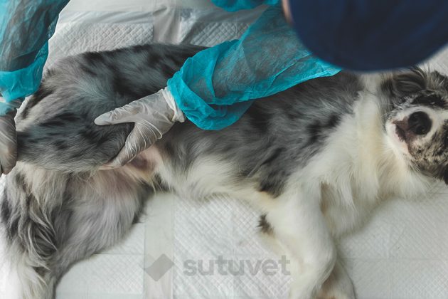 Tratamiento de rotura de ligamento