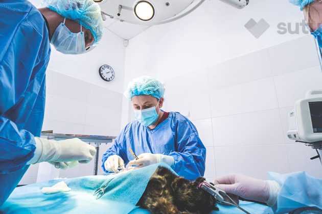 BLOG_SUTUVET_TIEMPO_ABSORCION_SUTURAS_VETERINARIAS