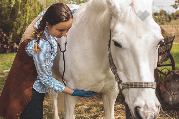 BLOG_SUTUVET_TIPOS_HERNIAS_CABALLOS_TRATAMIENTO