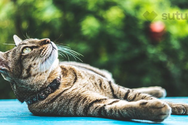 BLOG_SUTUVET_TIPOS_HERNIAS_GATOS